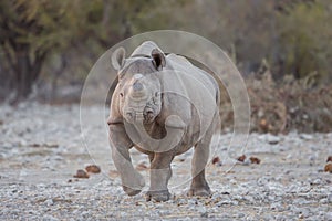 Black rhino with horn removed to prevent poaching photo