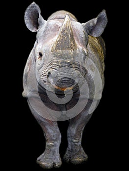 Black rhino isolated photo