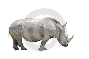 Black Rhino