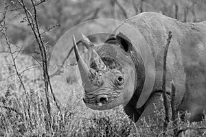 Black rhino with large horn