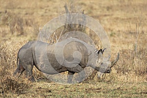 Black rhino with large horn walking in dry bush in Masai Mara in Kenya