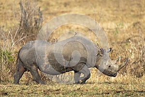 Black rhino with large horn and ox peckers on its back walking in dry bush in Kruger Park in South Africa