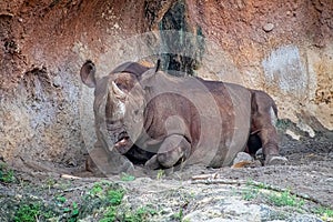 Black Rhino laying down