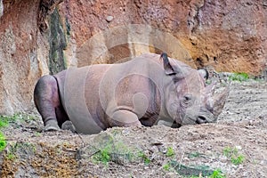 Black rhino laying on the ground