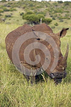 Black rhino in Lewa Conservancy, Kenya, Africa grazing on grass