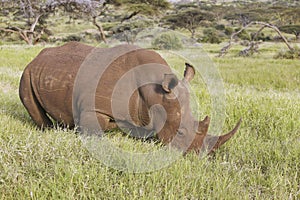 Black rhino in Lewa Conservancy, Kenya, Africa grazing on grass photo