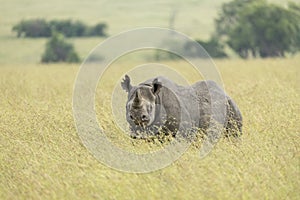 Black rhino looking straight at camera standing still in tall grass in Masai Mara Kenya
