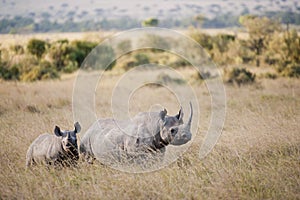 Black Rhino in Masai Mara, Kenya