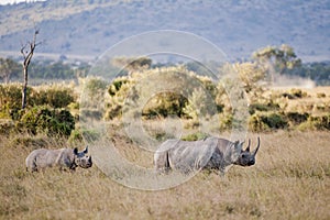 Black Rhino in Masai Mara, Kenya photo