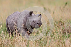 Black Rhino in the Masai Mara National Park