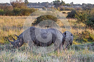 Black Rhino mother and baby in the Masai Mara