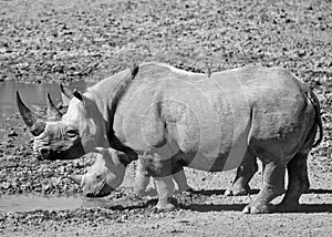 Black Rhino Mother And Calf