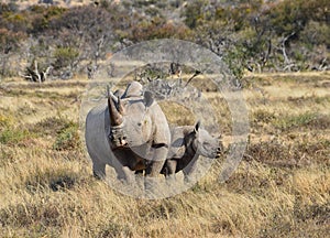 Black Rhino mother and calf