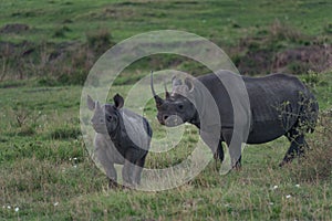 A black rhino mother and his cub walking in the plains of the Se