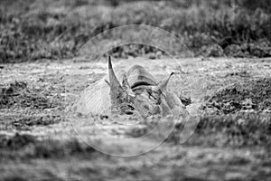 Black Rhino mud bath