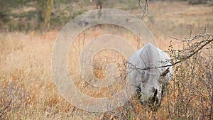 Black Rhino in Nakuru Park