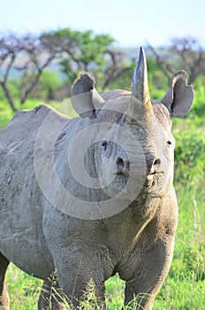 Black rhino