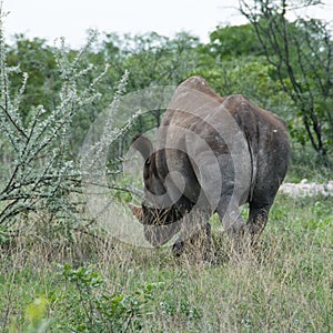 Black Rhino retreating, Namibia