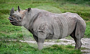 Black Rhino Rhinoceros female Diceros bicornis photo