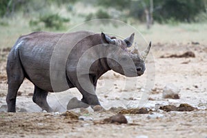 Black rhino running in Etosha National Park in Namibia