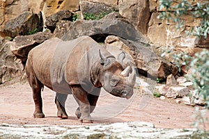 A black rhino seen from the side, Diceros bicornis michaeli