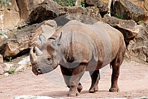 A black rhino seen from the side, Diceros bicornis michaeli