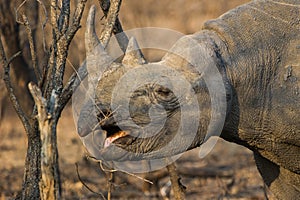 Black Rhino in South Africa