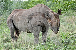 Black Rhino standing
