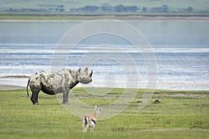 Black rhino standing alert in Ngorongoro Crater in Tanzania