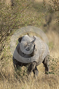Black Rhino standing under bush seen at Masai Mara, Kenya