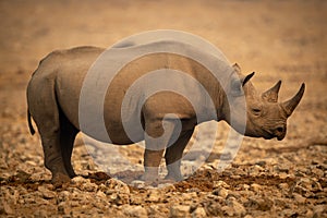 Black rhino stands in profile among rocks