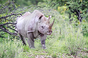 Black rhino starring at the camera. photo