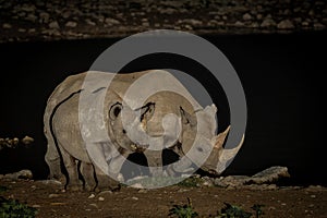 Black rhino visiting the Okaukuejo waterhole in the night in Etosha National Park