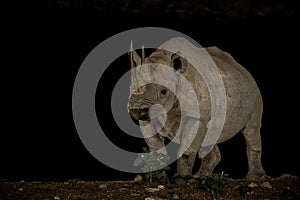 Black rhino visiting the Okaukuejo waterhole in the night in Etosha National Park