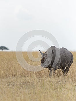 Black Rhino walking in dry grassland at Masai Mara, Kenya,