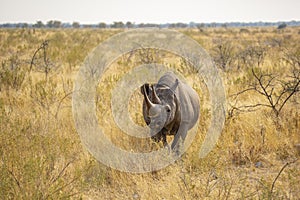 Black Rhino Walking through High Grass