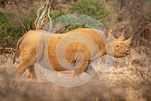 Black rhino walks on grass in profile