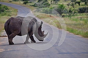 black rhino walks on safari street, text free space on the street