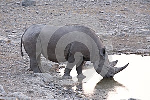 A black rhino at waterhole