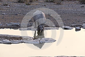 A black rhino at waterhole