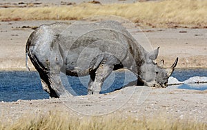 Black Rhino at a waterhole in Etosha