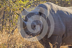 Black rhino in the wild 11