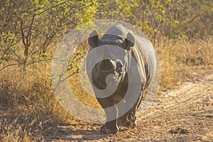 Black rhino in the wild 6