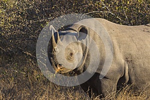 Black rhino in the wild 1