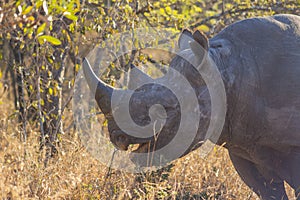 Black rhino in the wild 9