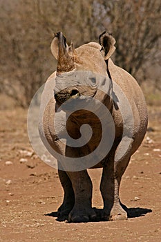 Black rhinoceros