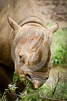 Black Rhinoceros photo