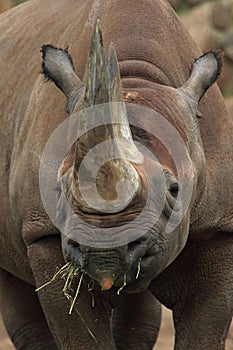 Black rhinoceros