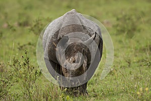 Black Rhinoceros photo