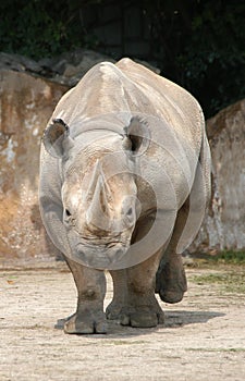 Black Rhinoceros